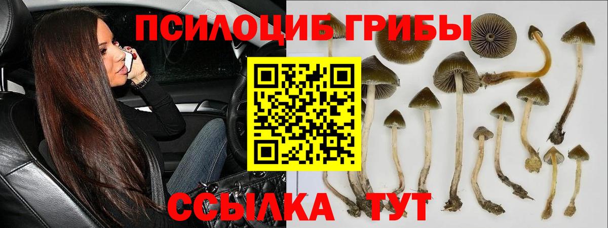 Галлюциногенные грибы GOLDEN TEACHER  цена   Новоалександровск  Вход с VPN  Галлюциногенные грибы MAGIC MUSHROOMS 